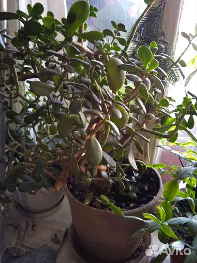 Разные цветы в горшках