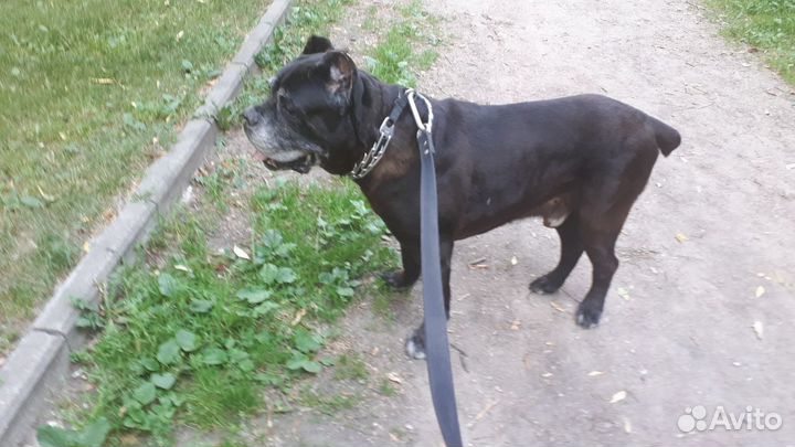 Выгул собак