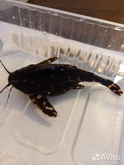 Агамикс звёздчатый