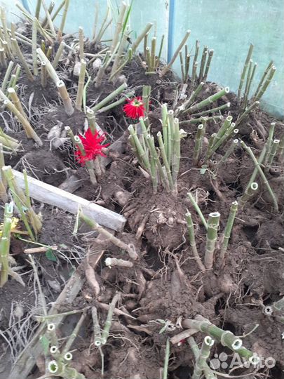 Георгины,клубни,10 видов