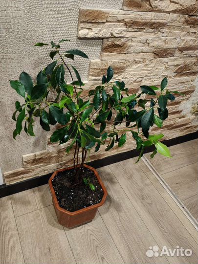 Комнатные цветы