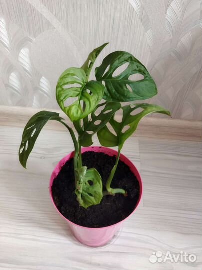 Монстера адансона