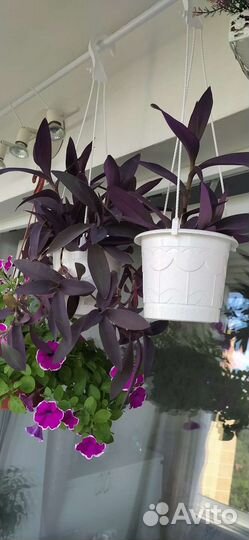 Традесканция Паллида, Пурпурное сердце