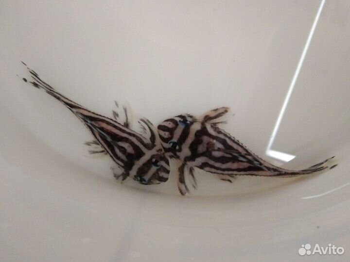 Номерные сомы