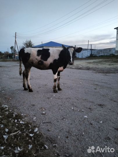 Продам тёлочку