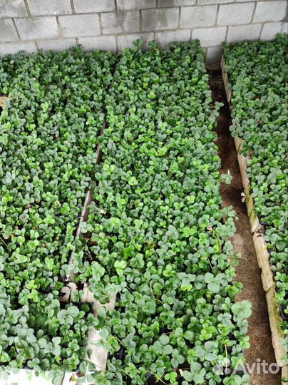 Рассада клубники