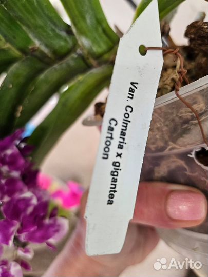 Орхидея Ринхалис