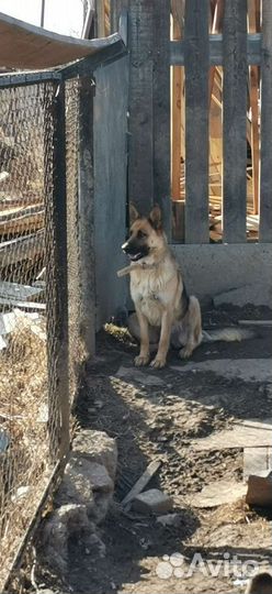 Щенки восточно-европейской овчарки