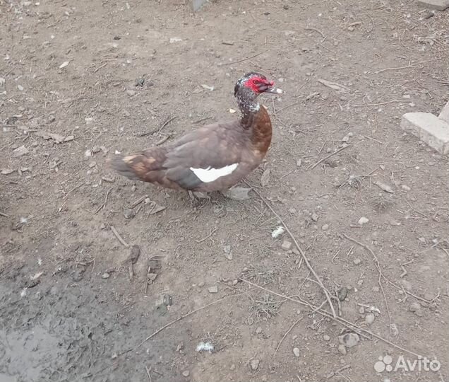 Селезень индоутки