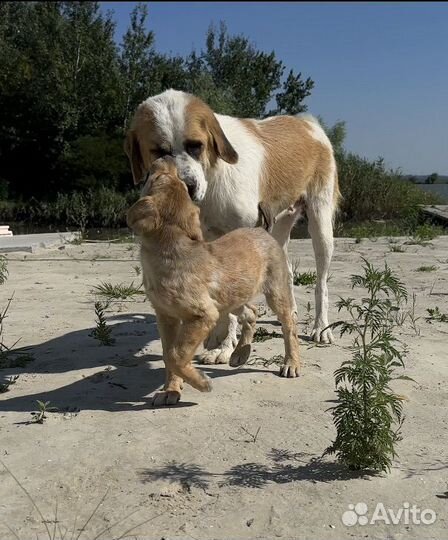 Щенки в добрые руки