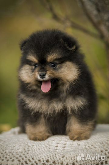 Померанский шпиц