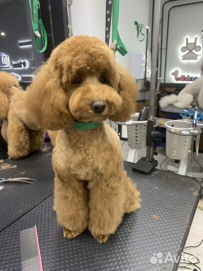 Стрижка собак и кошек