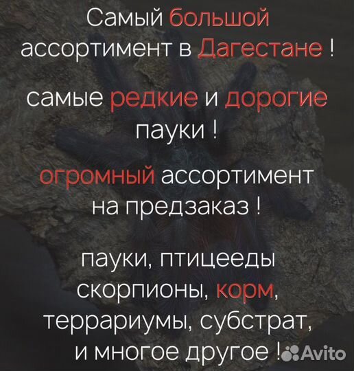 Паук птицеед Голиаф