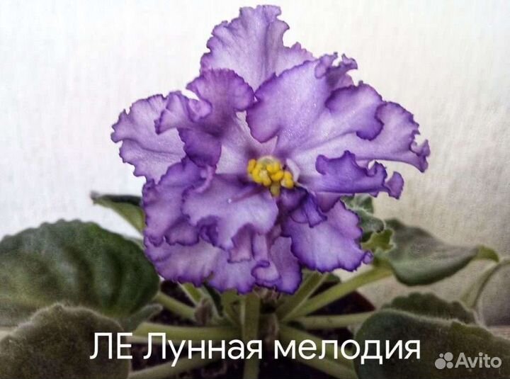 Фиалка