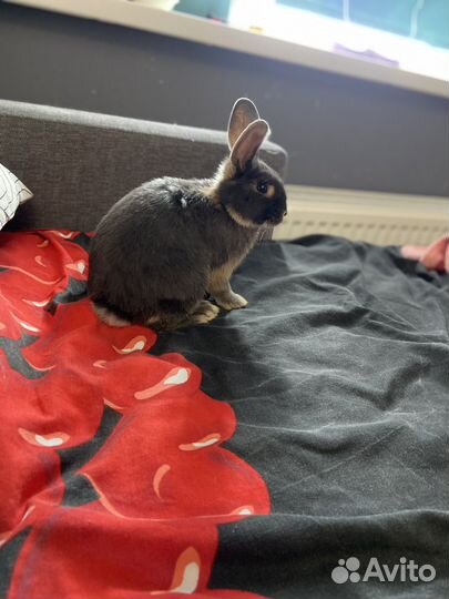 Декоративные кролик
