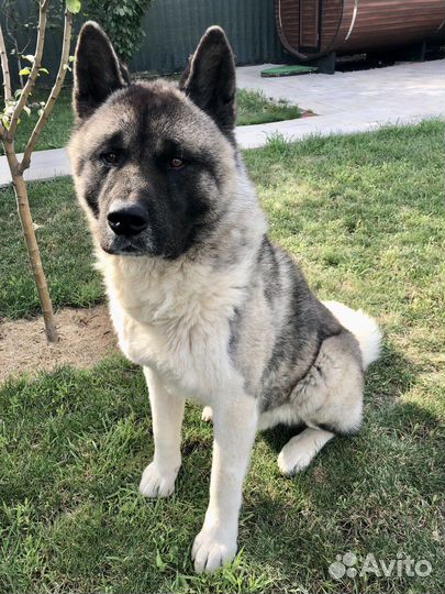 Американская Акита вязка