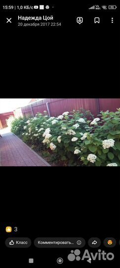 Гортензия древовидная, белая