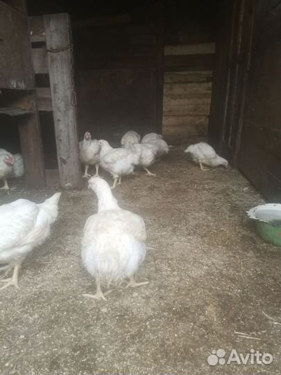 Домашние куры бройлеры
