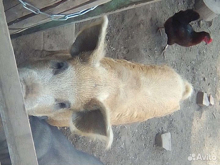 Продам свиней