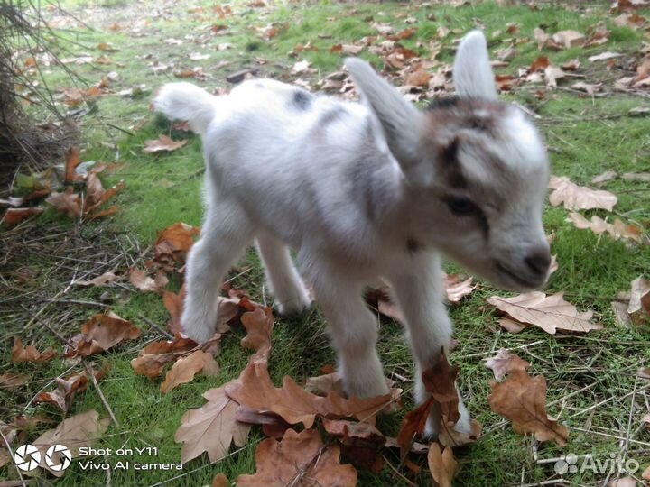 Камерунские козлята