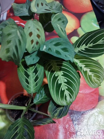 Маранта фиеста, лемон