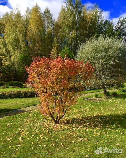 Клен гиннала