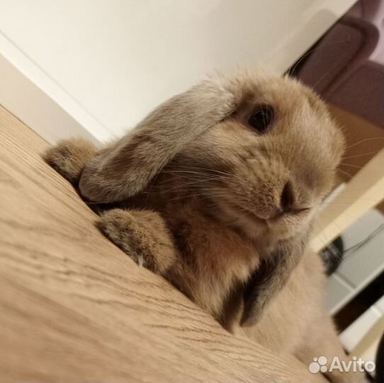 Вязка Декоративные кролики вислоухие