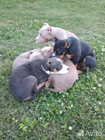 Американский булли classic