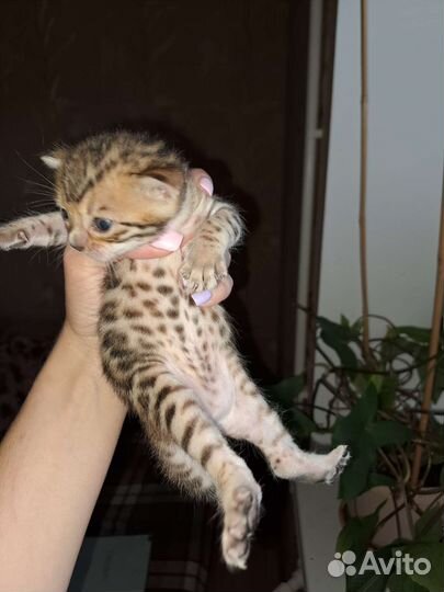 Бенгальские котята