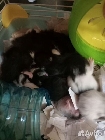 Продам хомяков 6 штук