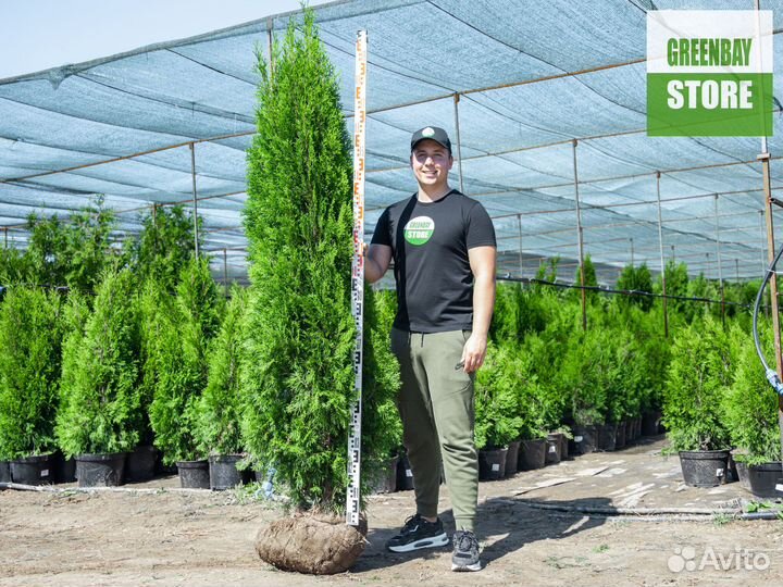 Туи смарагд 2 м свежая копка 2023