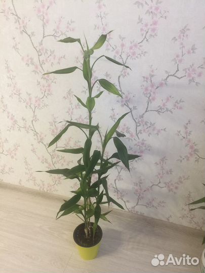 Драцена Сандера