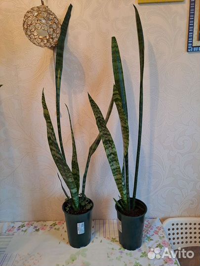 Сансевиерия