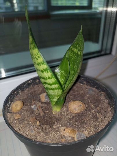 Сансевиерия ханни
