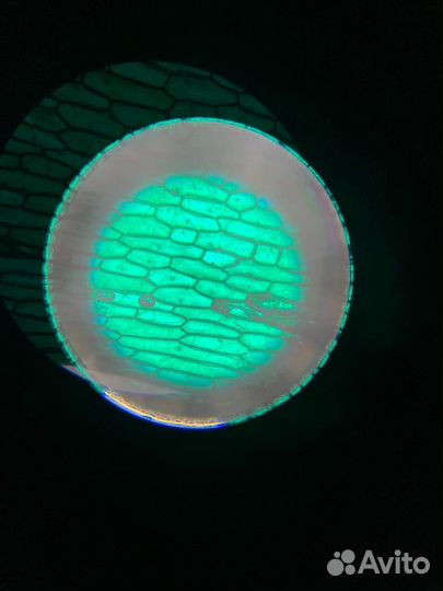 Репетитор по химии и биологии