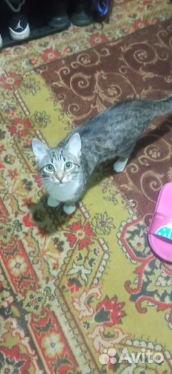 Кот в добрые руки