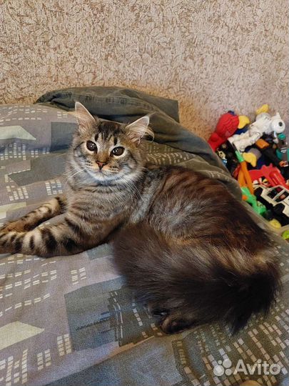 Кошки в добрые руки бесплатно