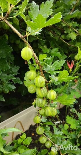 Черника брусника свежая ягоды