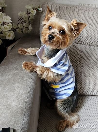 Йоркширский терьер вязка, мальчик