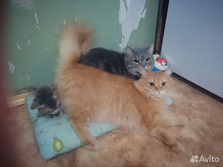 Котик в добрые руки