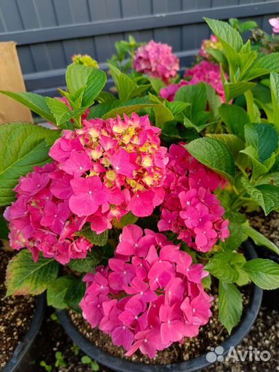 Цветущая гортензия