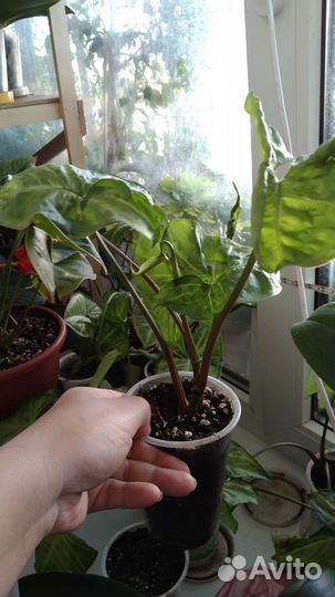 Плющ и сингониум