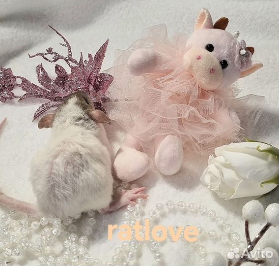 Крысята дамбо рекс