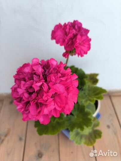 Пеларгония герань сортовая