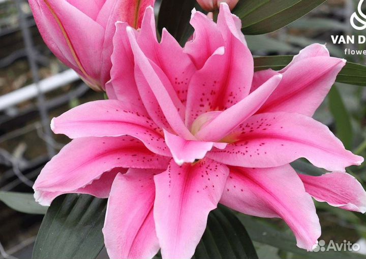 Луковицы розебудных лилий