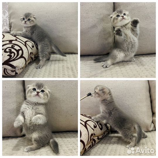Шотландские вислоухие котята