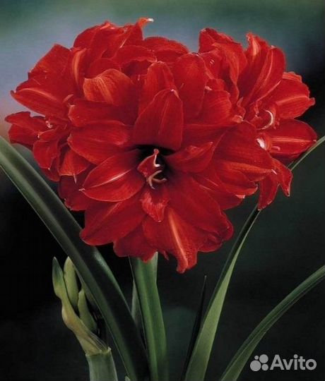 Гиппеаструм Ред Пикок