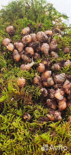 Улитки ахатины бесплатно альбиносы