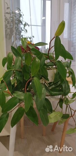 Филодендрон