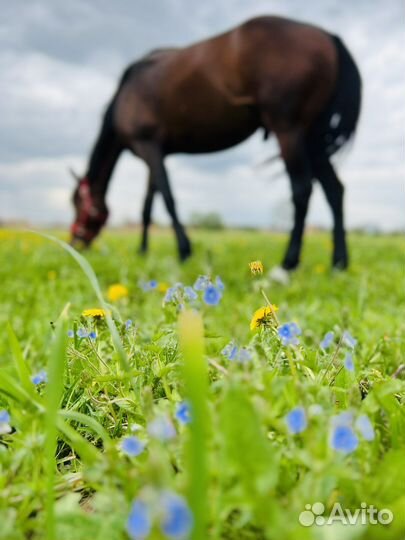 Приглашаем на постой